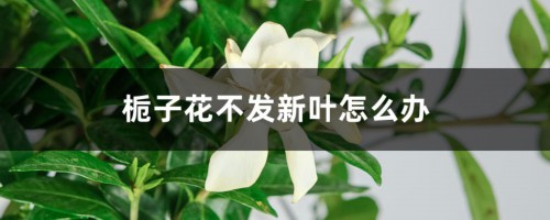 栀子花不发新叶怎么办