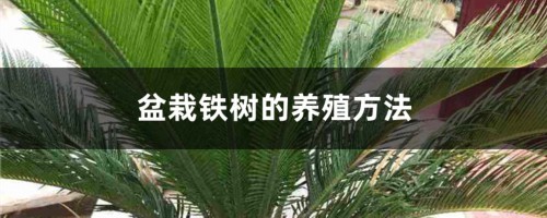 盆栽铁树的养殖方法