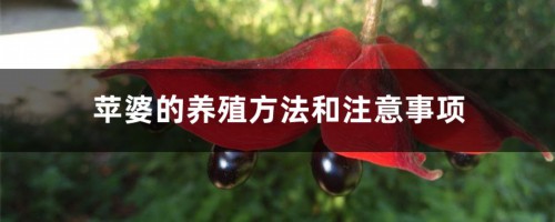 苹婆的养殖方法和注意事项