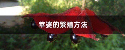 苹婆的繁殖方法