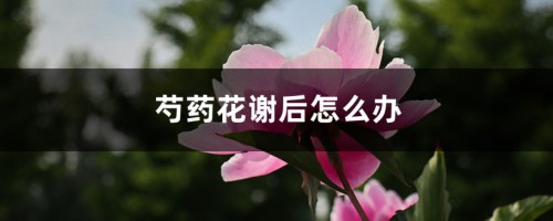 芍药花谢后怎么办